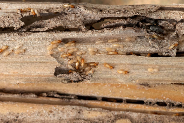 Best Affordable Exterminators  in Everett, PA