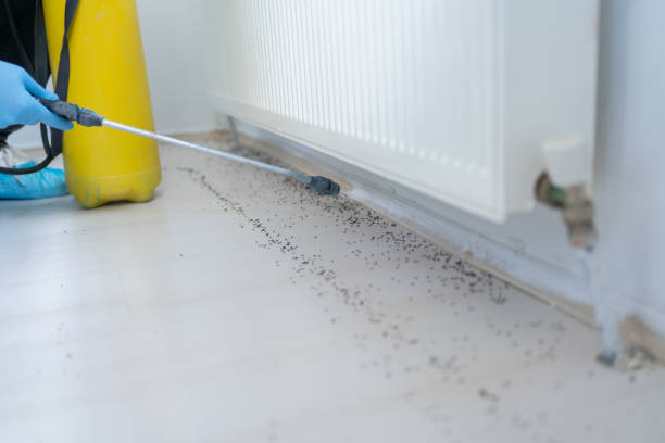 Professional Pest Control in Everett, PA